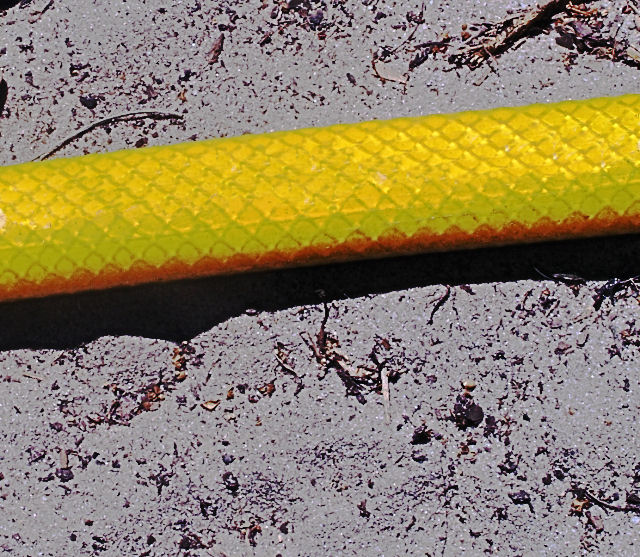 Rare flat scaled red bellied yellow spitting snake