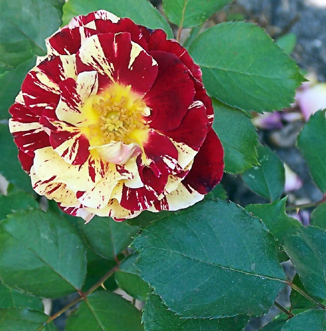 george burns, our favorite rose