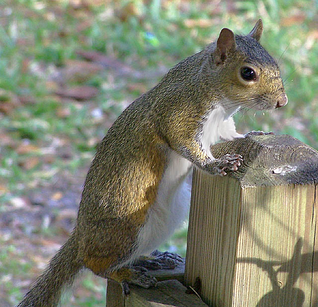 Nuts To ME?