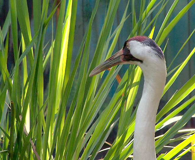 Whooping Crane in the Reeds