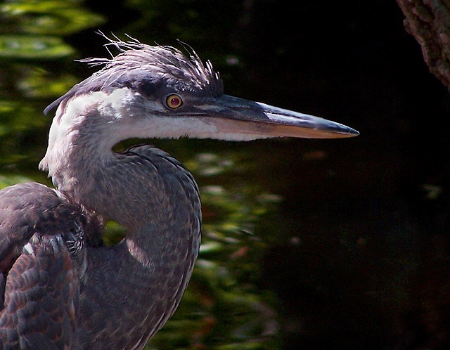 Blue Heron Profile