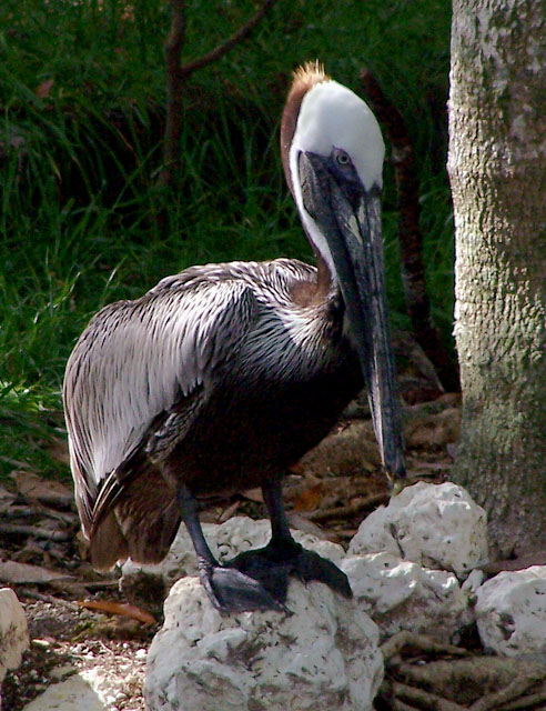 Beautiful Brown Pelican
