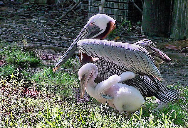 Paternal Love - Protection of the Newborn