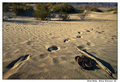 Sand dunes2.jpg