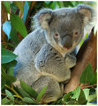 Koala2.jpg