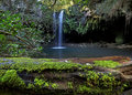 Rain forest