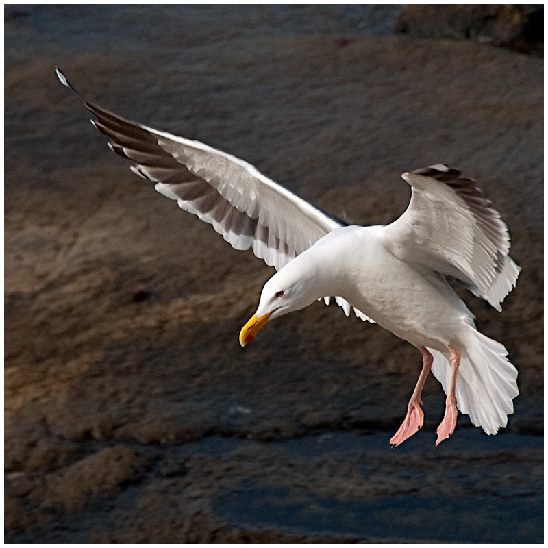 Birds outtake1