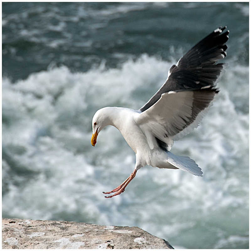 Birds outtake2