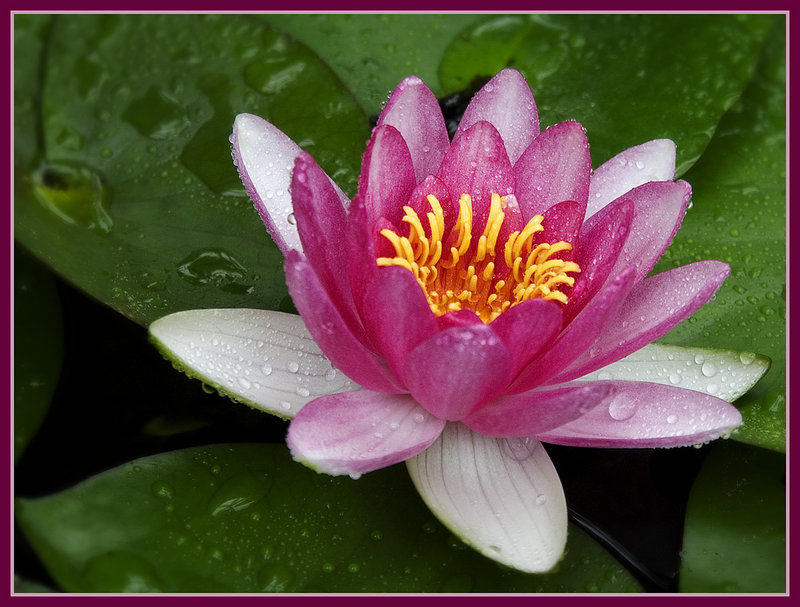 Lily