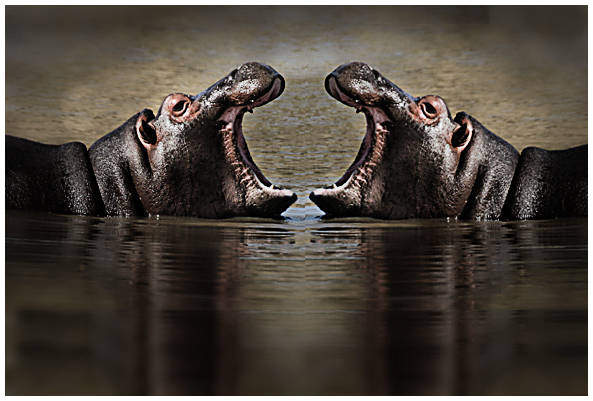 hippo2.jpg
