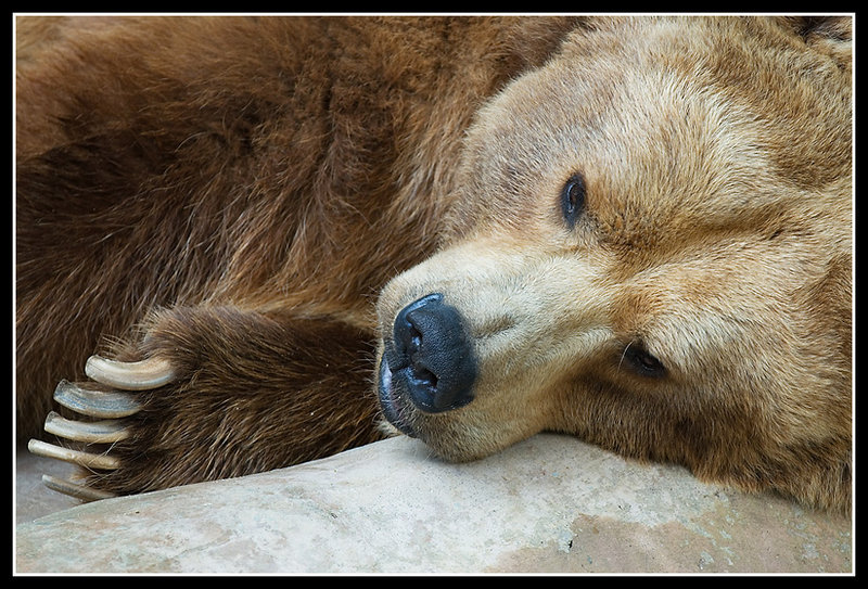 Bear.jpg