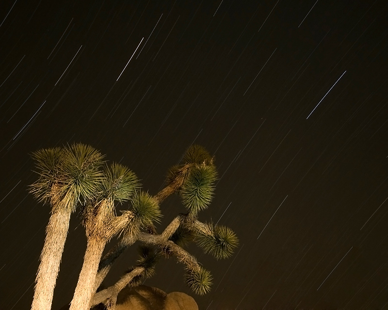 Joshua Tree at night