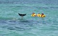 dolphin crop 2 dpc.jpg