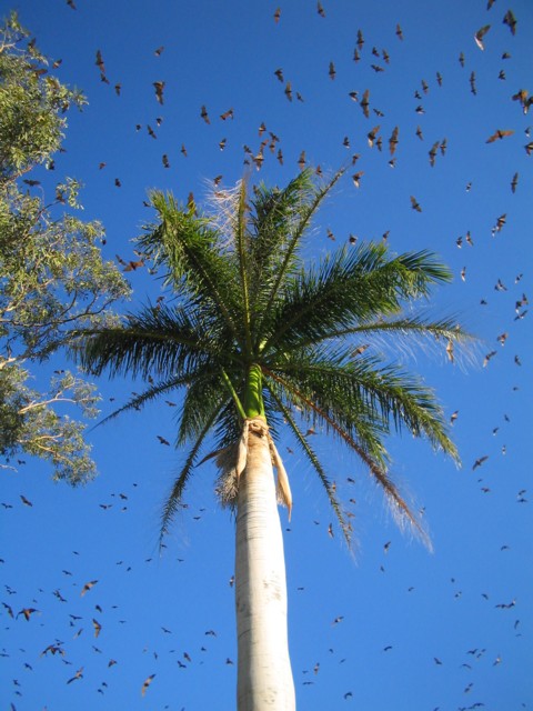 Bats over tree.jpg