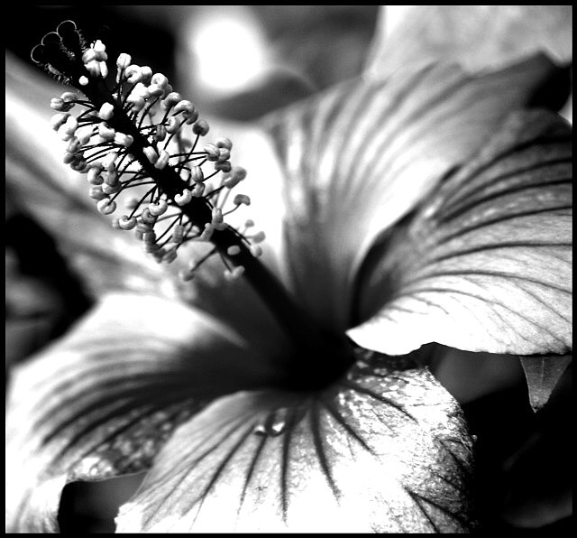 edit b&w.jpg