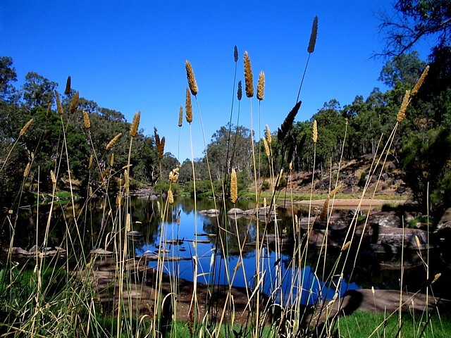 brushes 1dpc.jpg