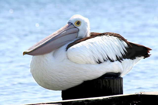 pelican edit6 dpc.jpg