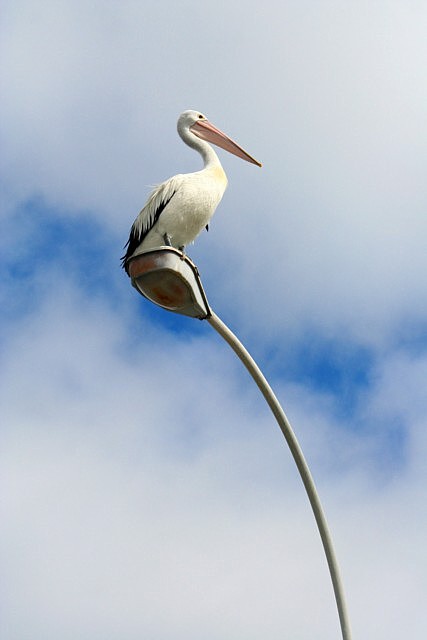 pelican pole1 dpc.jpg