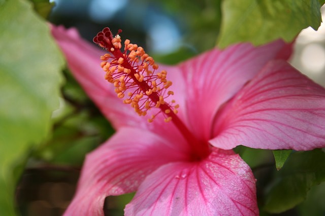 original flower.jpg