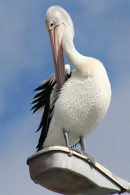 original pelican.jpg