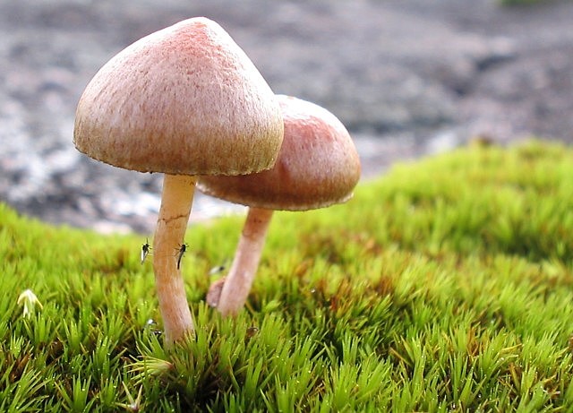DPC mushrooms 3.jpg