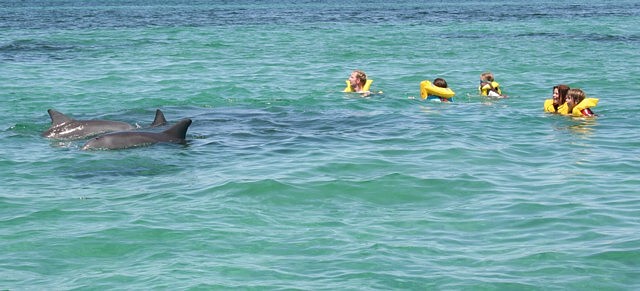 dolphin crop 1 dpc.jpg