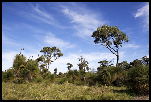 West Australian bush Scene Colour