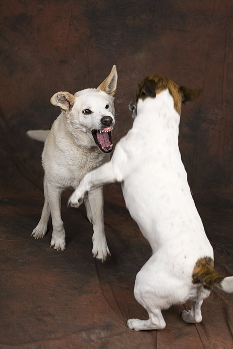 Dogs play fighting
