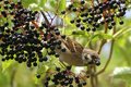 Hungry Sparrow