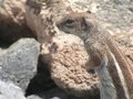 Barbary Ground Squirrel.JPG