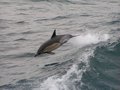 Surf's Up!