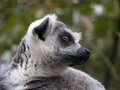 Lemur