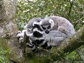 Lemur cluster