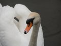 Mute Swan