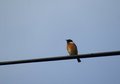 Bird on a Wire