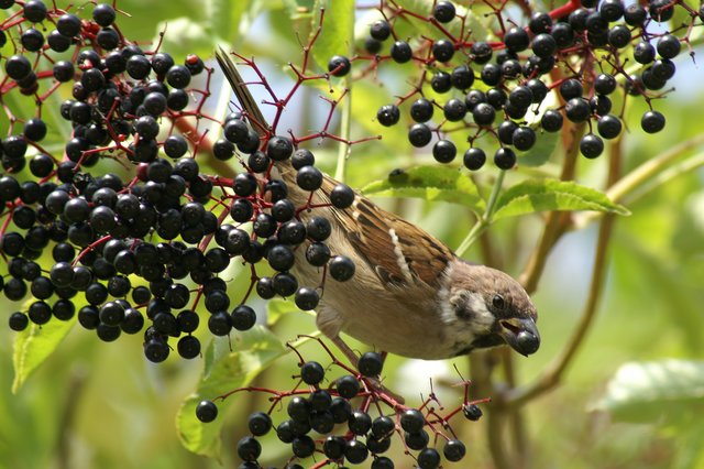 Hungry Sparrow