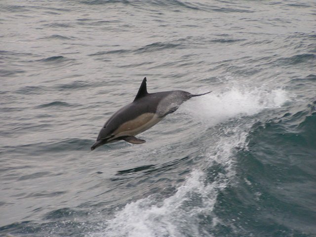 Surf's Up!