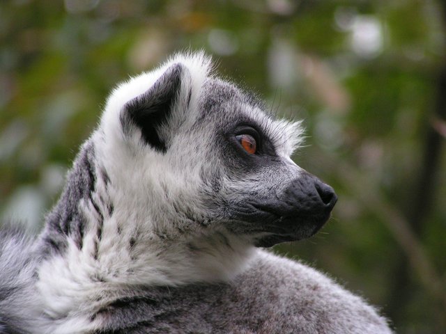 Lemur