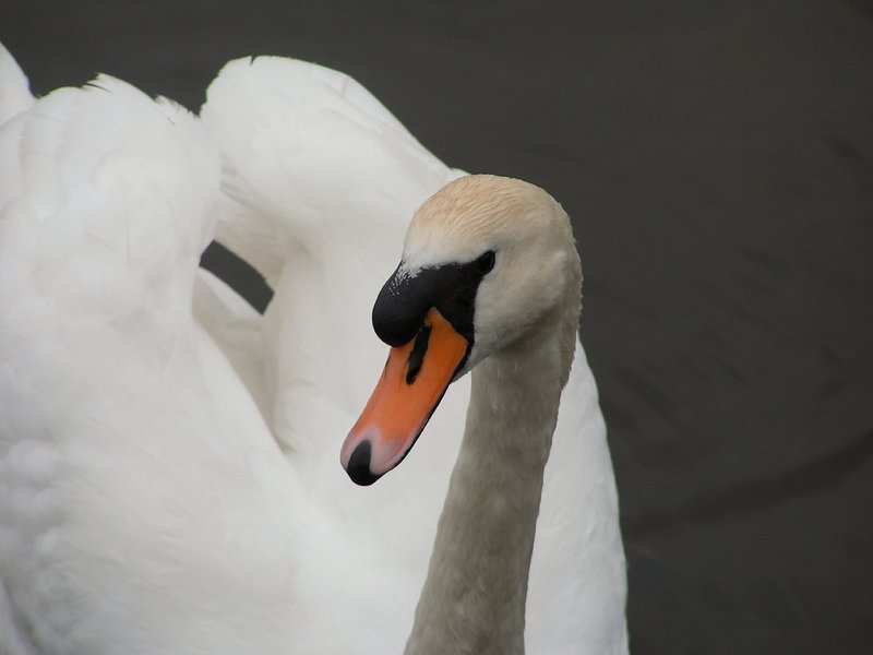 Mute Swan
