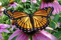 Monarch Butterfly