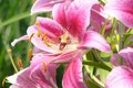 Hummingbird Moth in Oriental Lily