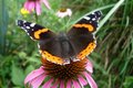 Red Admiral Butterfly