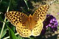 Gold Spangled Fritillary Butterfly