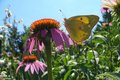 Clouded Sulphur Butterfly on Pink Coneflower