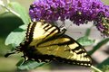 Tiger Swallowtail Butterfly on Butterfly Bush