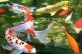 Koi Pond