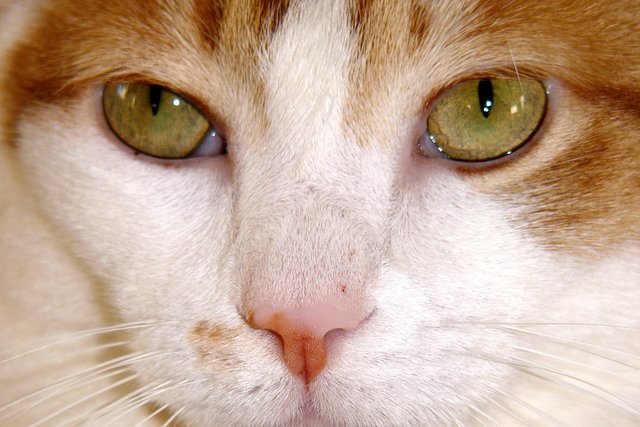 Sunshine-Kitty