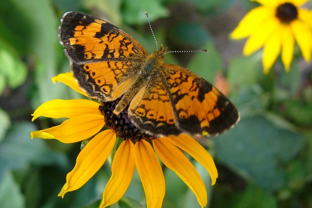 Pearl Crescent Butterfly on Black-Eyed Susan