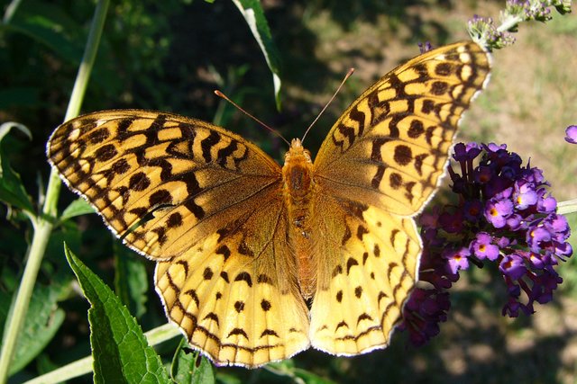 Gold Spangled Fritillary Butterfly