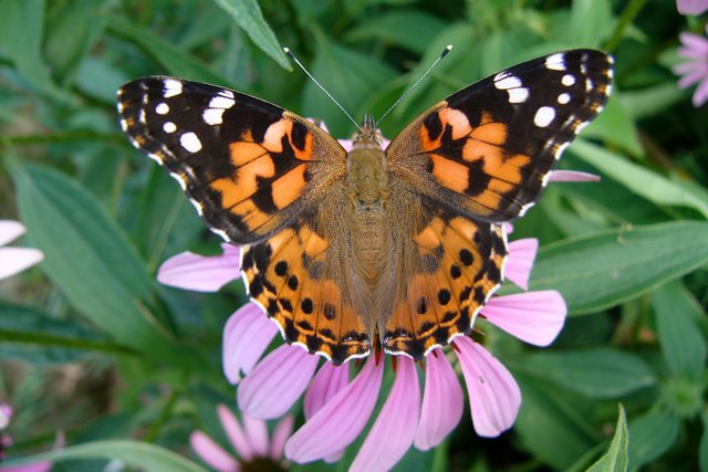 American Painted Lady Butterfly